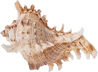 minkissy 1Pc Conchas Naturais Decoração Concha Aquário Estatueta Acessórios De Paisagem Decoração Natural Do Aquário Encantos Concha Do Mar Decoraciones Para Salas De Casa Tanque De Peixes