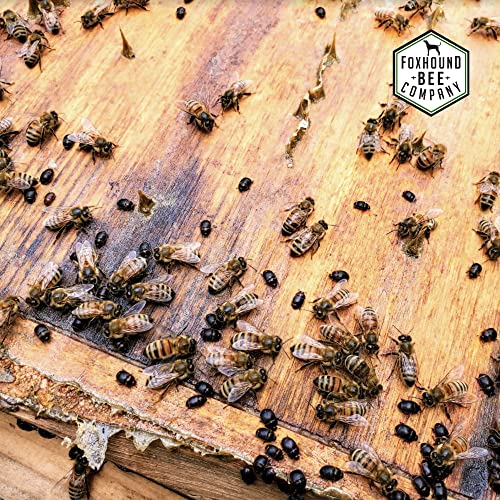 Foxhound Bee Co: Reusable Small Hive Beetle Blaster Trap, Easy To Use For Beekeeping, Traps Beetles In Hives, Simply Add Food Safe Oil To Control Beetles, Safe For Honey (12 Pack) #TOP5