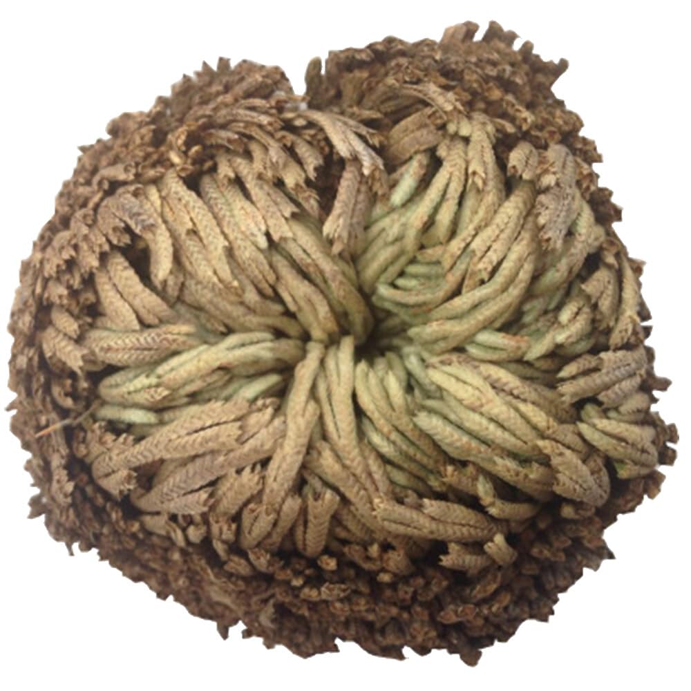 Rosa De Resurrección Aire De Helecho Spike Moss Live - Selaginella Lepidophylla Rosa Seca para Limpiar Suerte Y Prosperidad