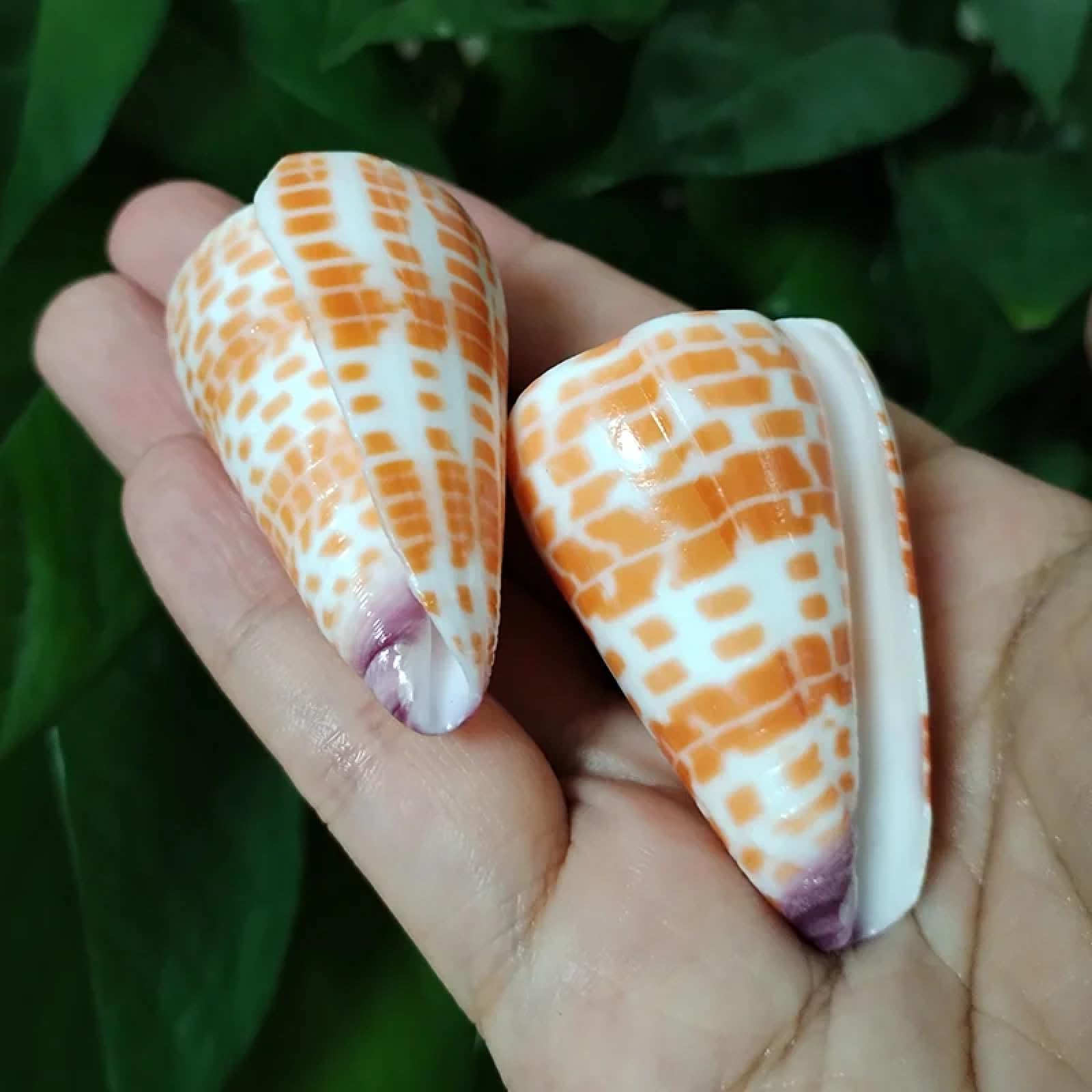 Conchiglie per decorazione, 2 pezzi 4-6 cm vera conchiglia rossa a forma di cono conchiglie di mare eremita granchio di ricambio esemplare acquario decorazione festa di nozze