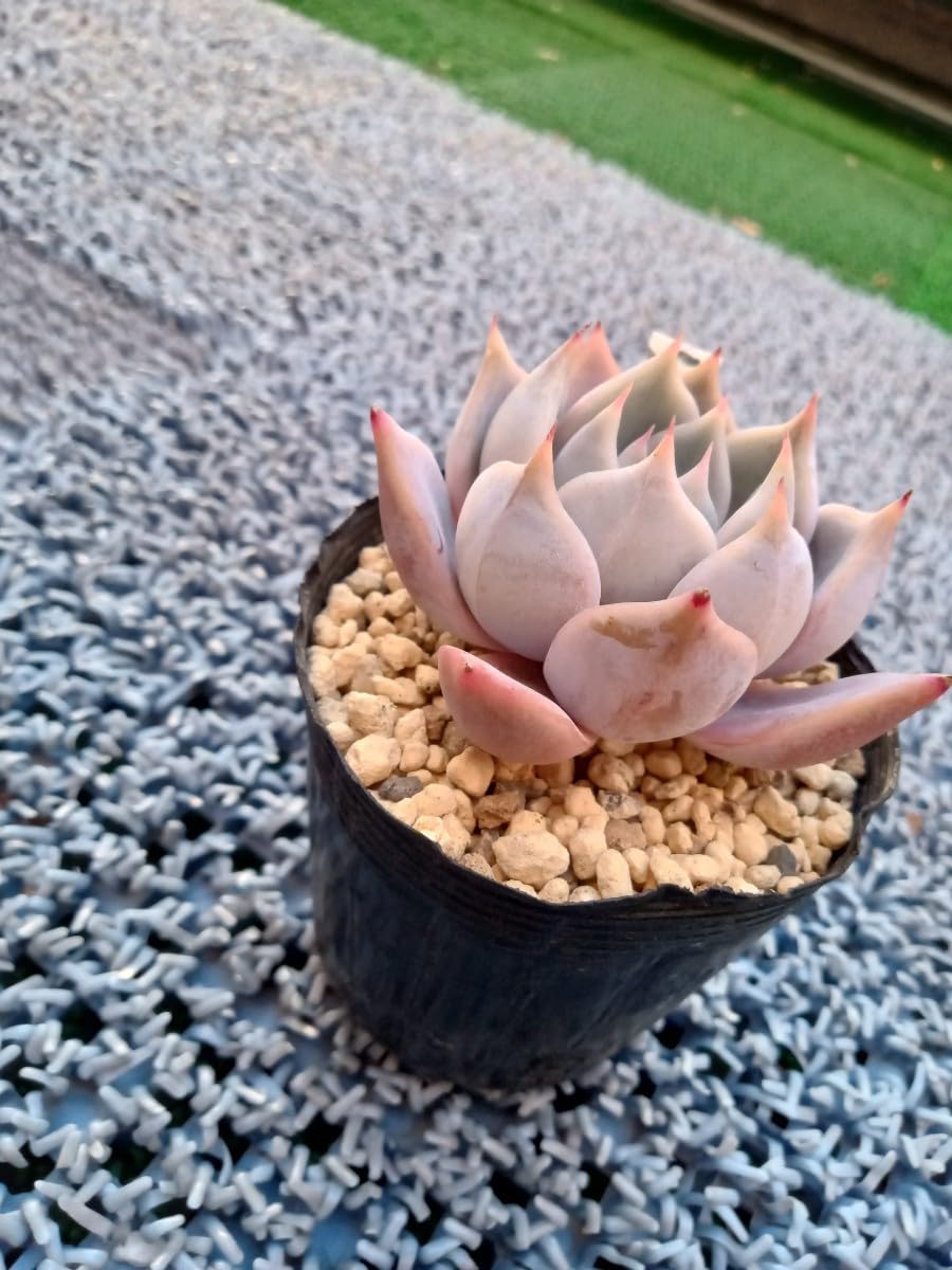 Amazon.co.jp: 多肉植物 リリアン 抜き苗 エケベリア 7ハーフポット