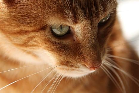 Amazon 生姜猫の壁紙 動物の壁紙 キャンバス ステッカー 印刷 壁紙ポスター はがせるシール式 写真 特大 絵画 壁飾り105cmx70cm ウォールステッカー オンライン通販