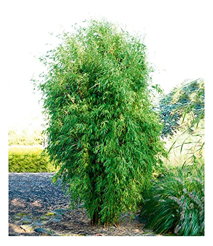 BALDUR-Garten Säulenförmiger Bambus Obelisk, 1 Pflanze, winterhart, mehrjährig, immergrün, pflegeleicht, Fargesia Obelisk, Bambussorte, Zierstrauch-Rarität