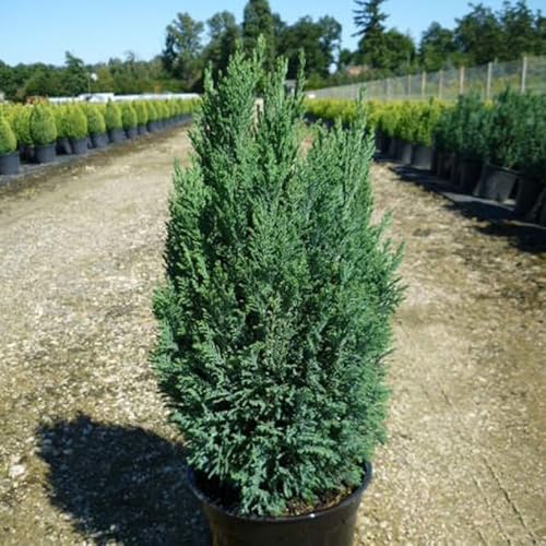 Cyprès de Lawson lawsoniana Ellwoodii