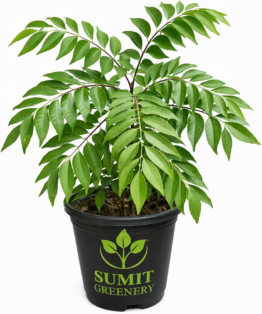 Sumit Greenery Curry Patta Live Herb Plant with Pot - Aromatic Addition to Your Culinary Garden - 1-Pack Delight