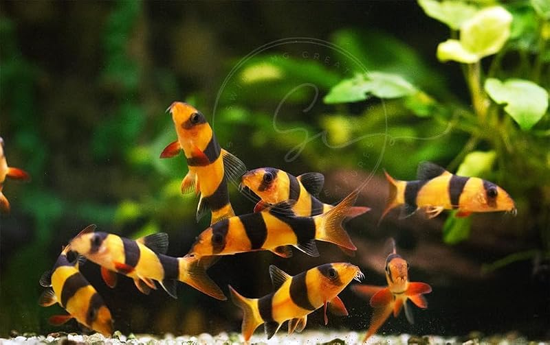 Peixe Botia-Tigre (Clown Loach) para Aquário de Água Doce Swimming Creatures, Vivo, Aproximadamente 2,54 cm, Pacote com 6
