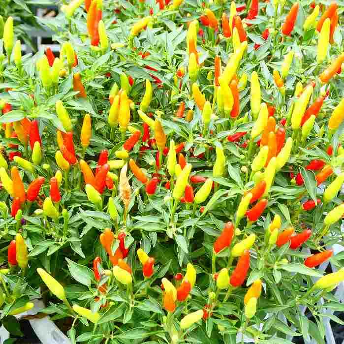 Amazon | トウガラシ 苗 メキシカンチェリーペッパー タイ唐辛子 4.5号