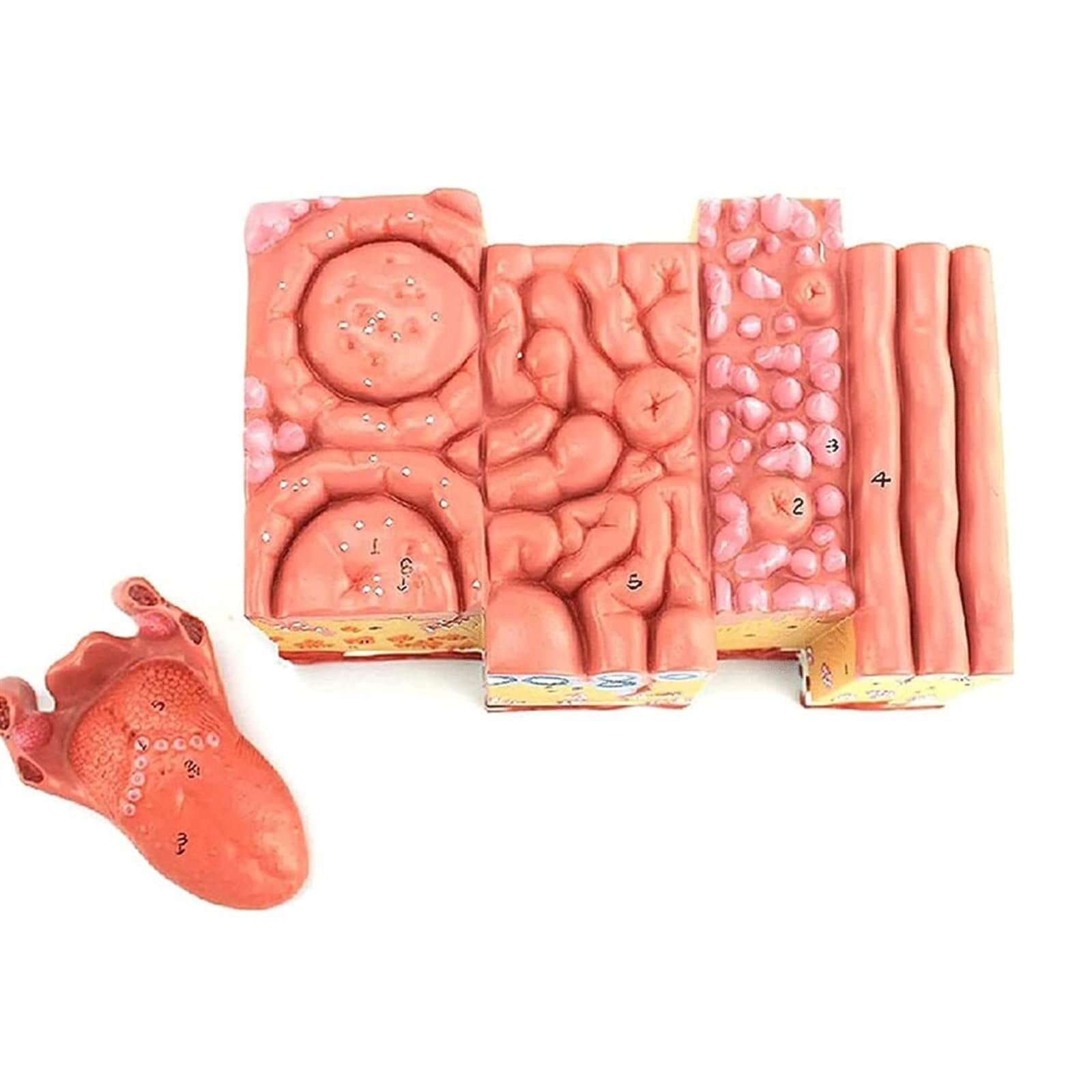 WlP Modello Anatomico Della Lingua Umana Rivestimento Della Lingua Papilla Della Lingua Papille Gustative Gastroenterologia Orale Tessuto Della Lingua Modello Di Organo Umano Modello Di Espansione