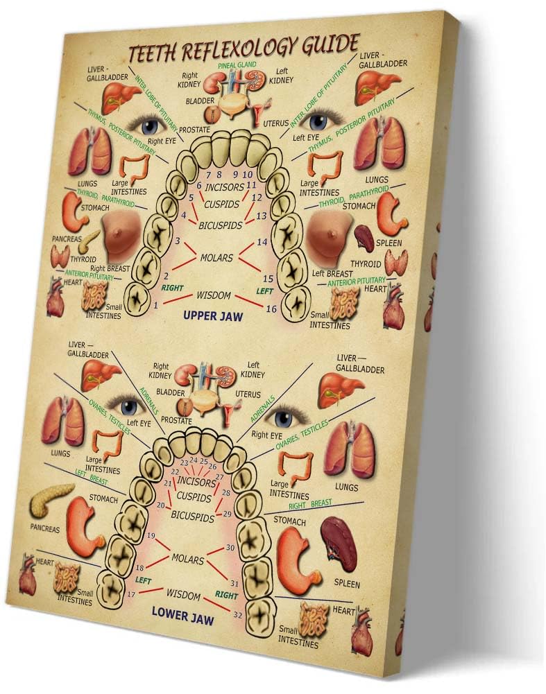 Jinwaftv Teeth Reflexology Anatomy Wall Art Knowledge Poster Landscape Paintings for Living Room Artwork Prints Giclee Prints Modern Home Decoration (