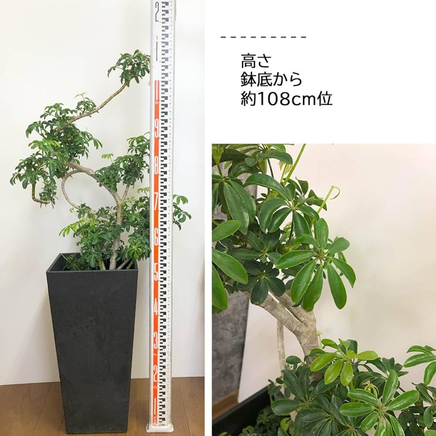 Amazon | 観葉植物 シェフレラ ホンコンカポック グリーン