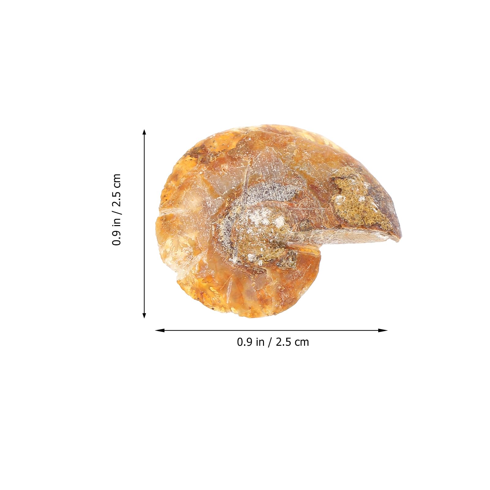 2pièces Fossiles Ammonites Modèle Décoratif Spécimens De Paléontologie Décoration De Table Et Accessoires Pédagogiques