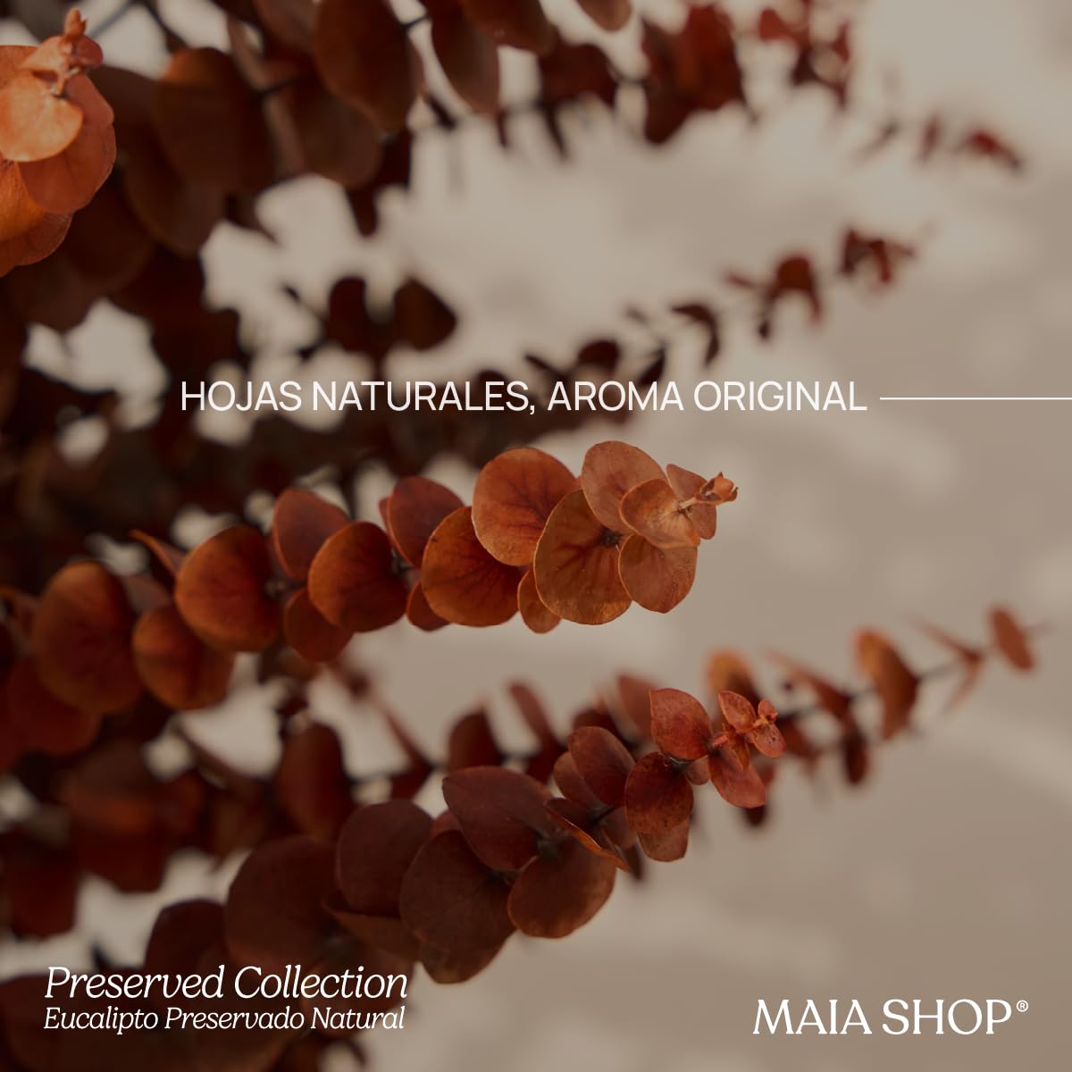 Maia Shop Eucalipto Preservado - Eucalipto Natural, Árbol Eucalipto Preservado Naranja Baby 150 cm con Hojas Secas, Decoración Hogar, Plantas Naturales Interior