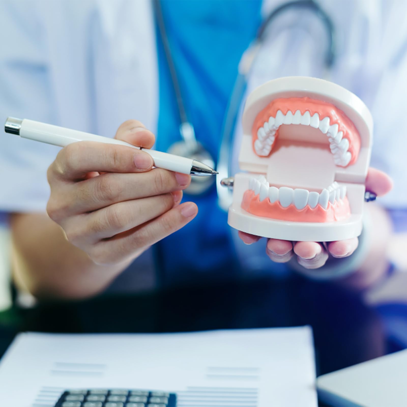 Modelo Dental de Demostración Estándar PVC para Adultos Niños Enseñanza Dental 2Pcs