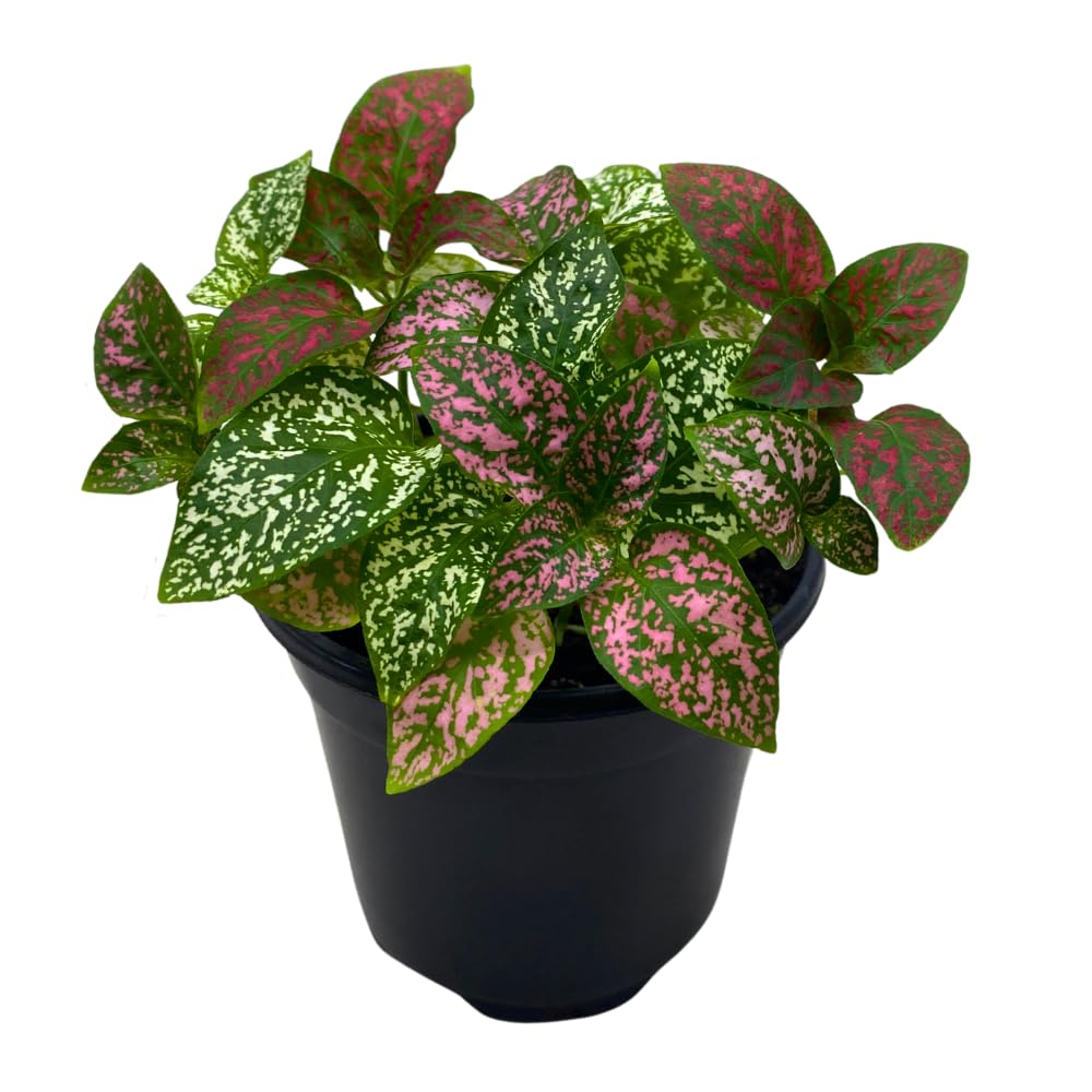 BubbleBlooms Polka-dot-Plant 4 inch Tricolor