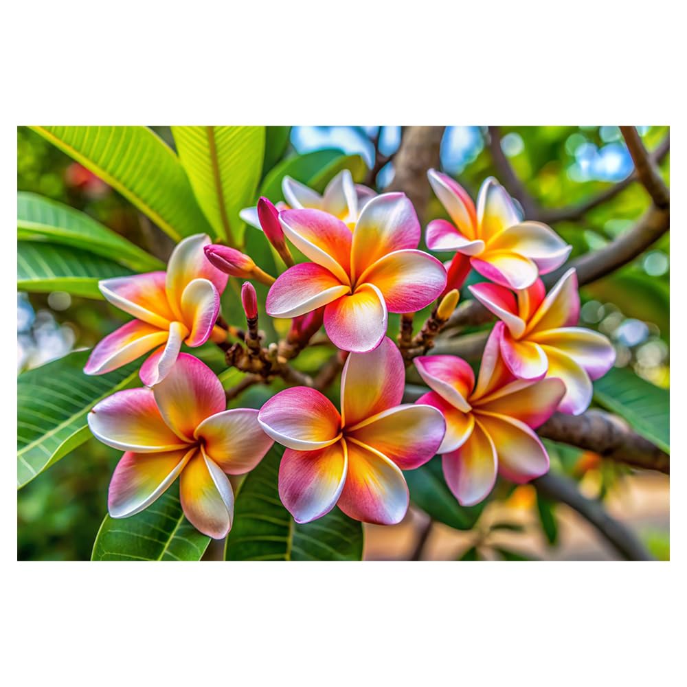Amazon.com : Awesome Aquatic Rainbow Plumeria Seeds, 5 Count
