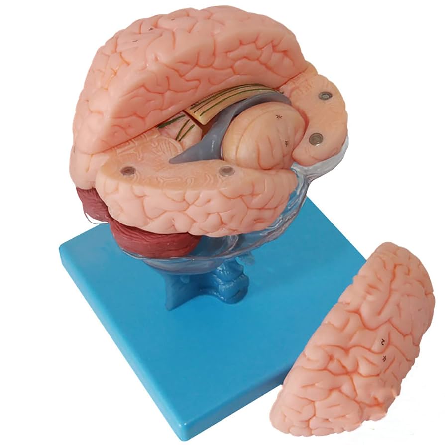 脳の模型 Amazon.co.jp: 頭蓋骨模型と脳模型のセット - 頭蓋，脳付，8分解