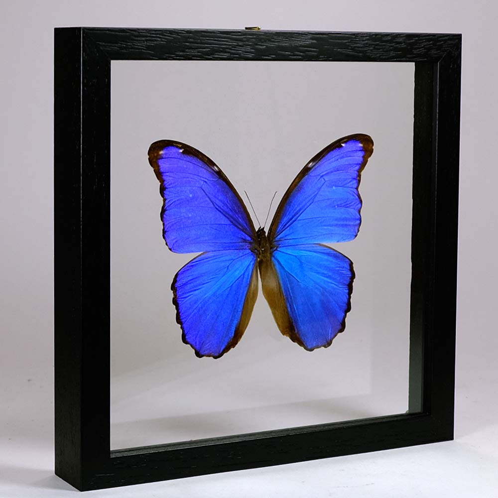 Ingelijste blauwe morpho-vlindertaxidermie – zwarte houten lijst, entomologiedisplay - België