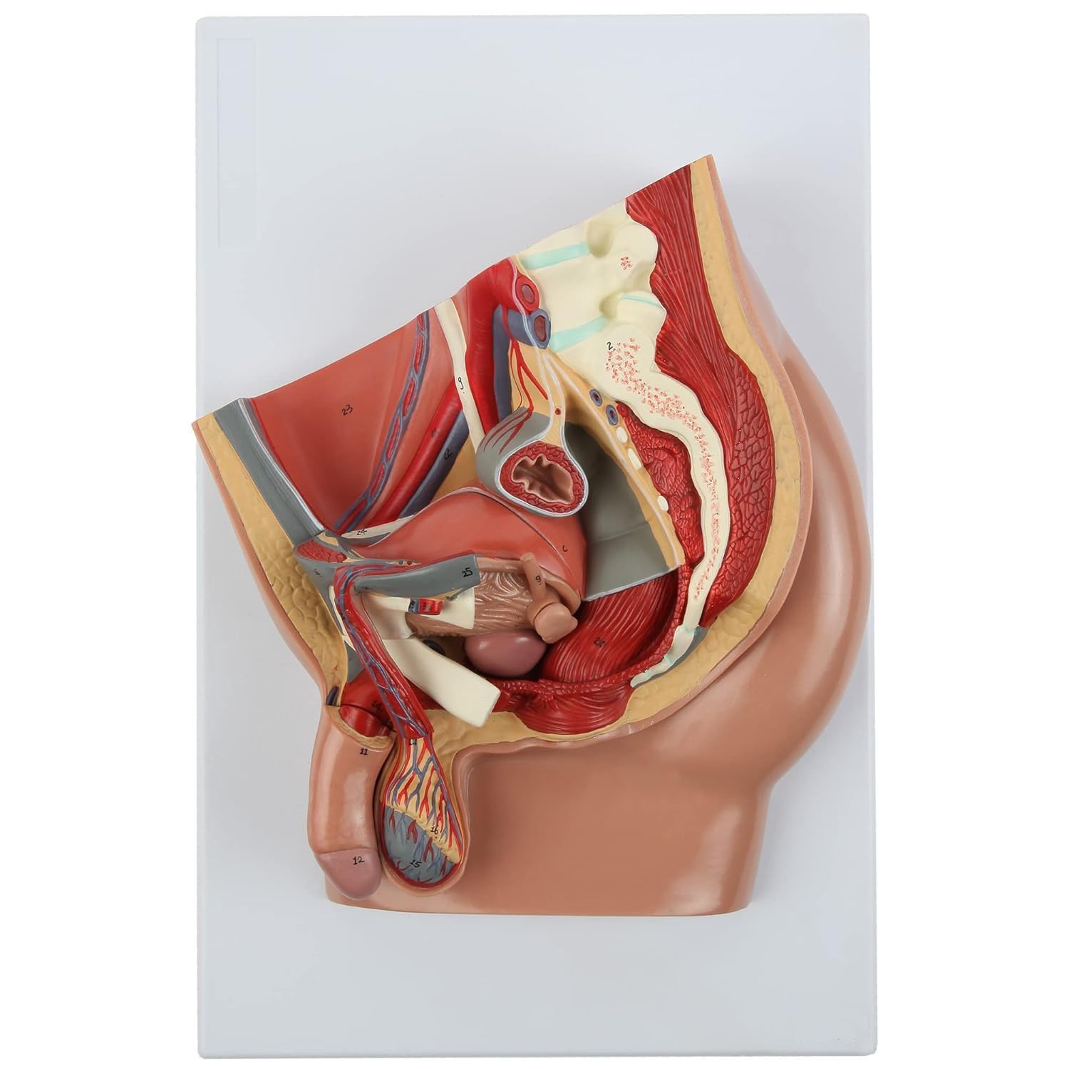 YNIYUJKL Pelvic Floor Muscle Model, Anatomical Urinary And Reproductive, Median Sagittal Section With 4 Detachable Parts For Medical Education And Patient Communication