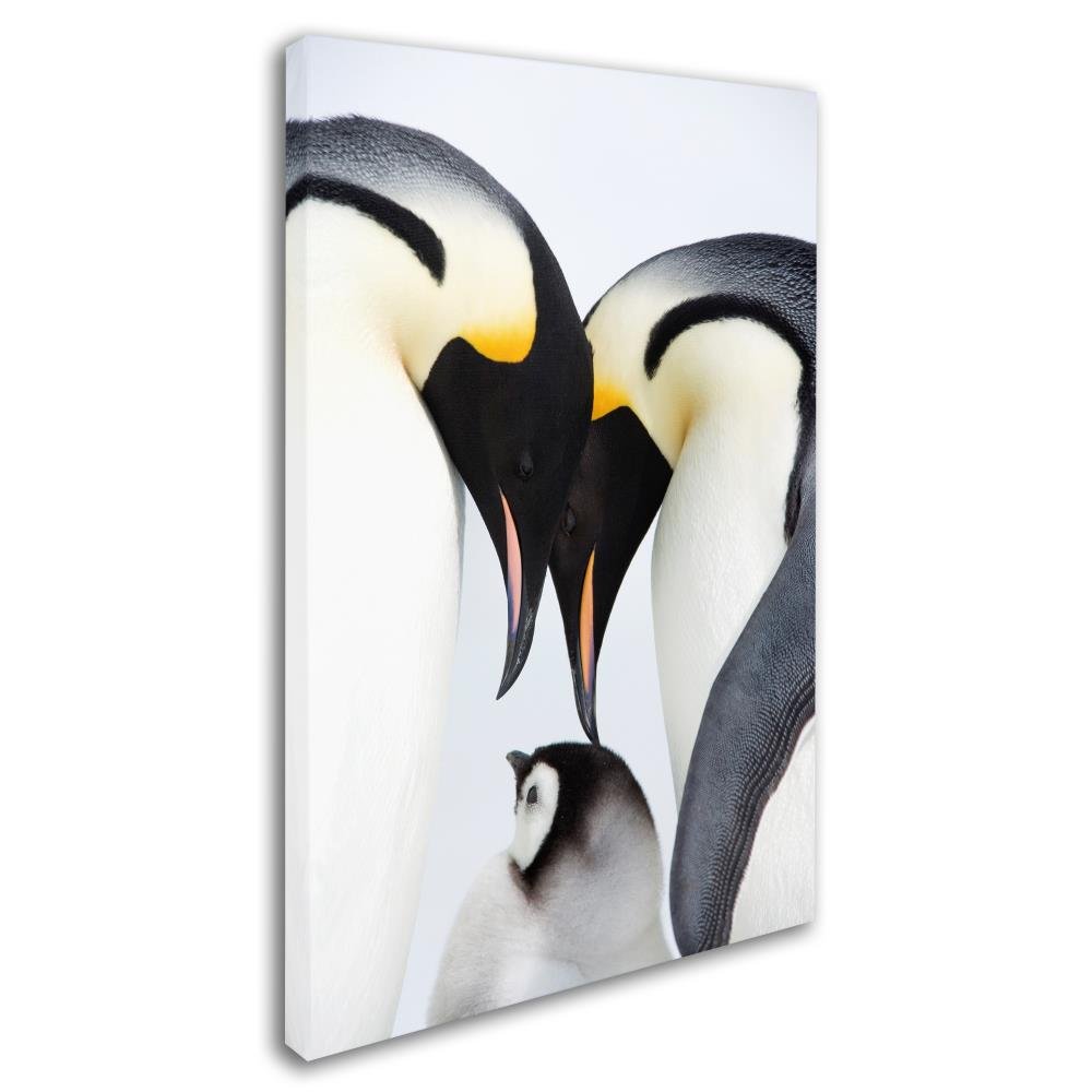 Amazon.com: Baby Penguin by Robert Harding Picture Library, 16x24