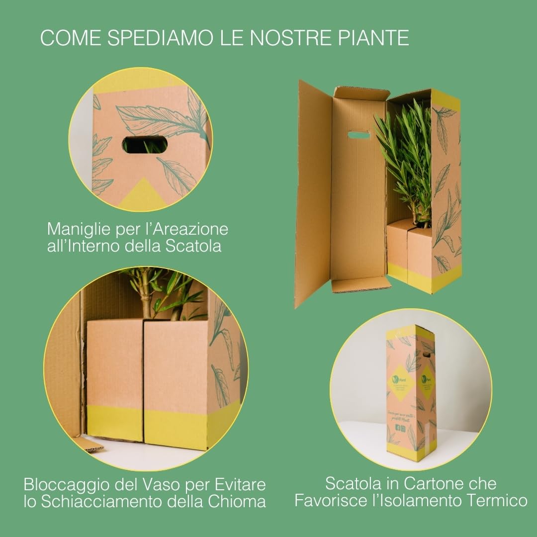 MISCANTHUS – Pianta Ornamentale da Esterno, Miscanto Semisempreverde Ideale per Vaso e Giardino, Diametro Vaso 19 cm (Gold Bar)