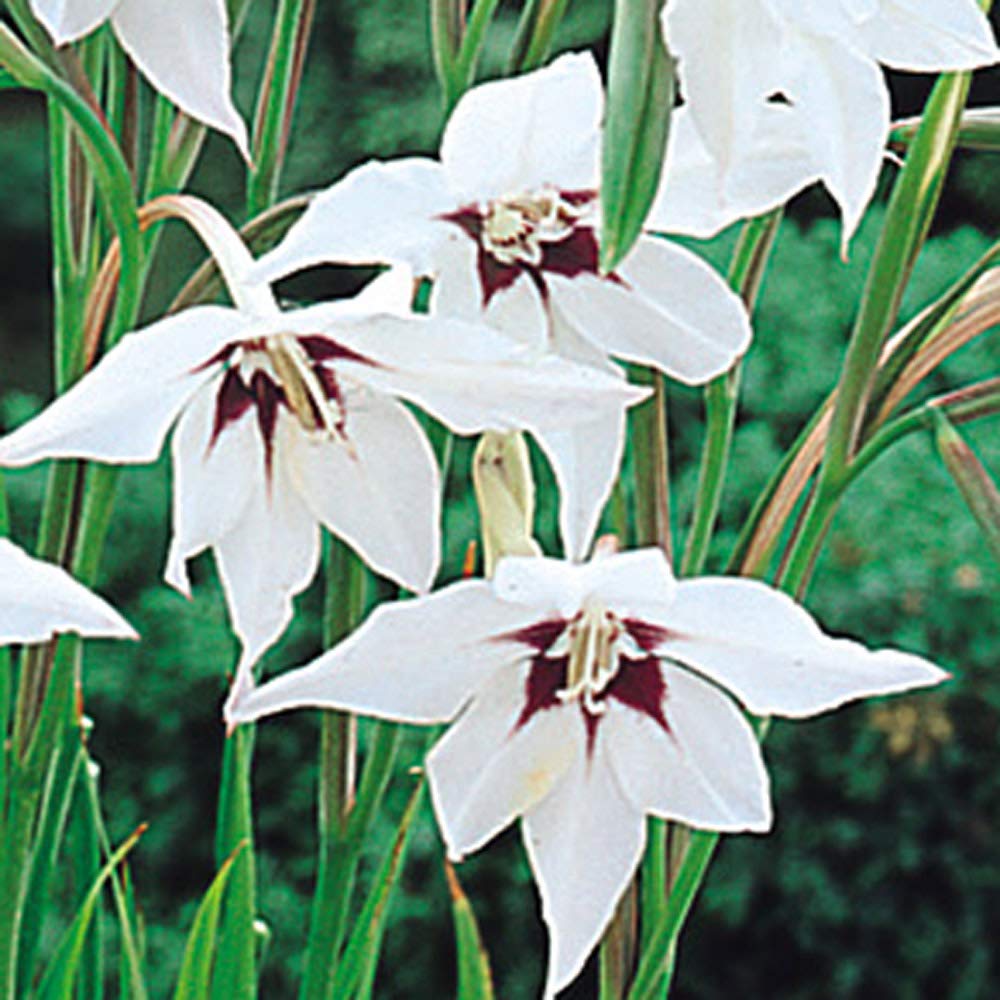 Acidanthera - Abyssinian Gladioli - Peacock Orchid - 25 Bulbs (25)