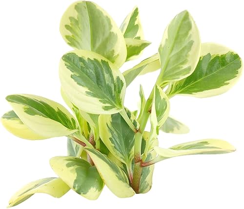 Miniatura 10 de Planta de goma abigarrada para bebé, Peperomia Obtusifolia Variegata (maceta cultivadora de 4 pulgadas), purificadora de aire, fácil de cultivar,