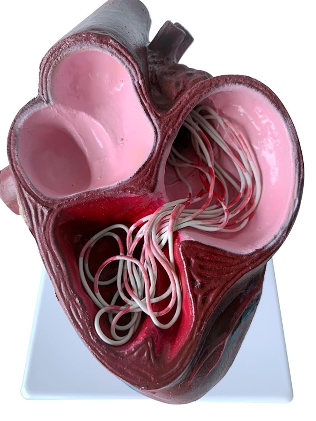 Dog Heart Model, Animal Organ Anatomical Model, Anatomically Accurate Numbered Heart Medical Model Cardiac Anatomical Model Science Classroom and Cardiology Study