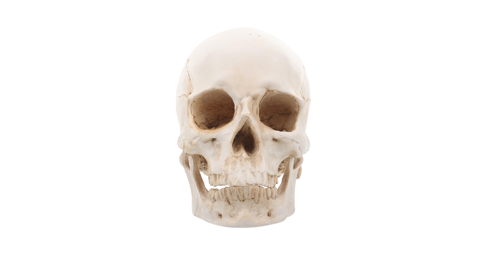 Amazon.co.jp: SKISUNO 頭蓋骨モデル 取り外し可能 リアルな