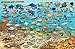 Antigua Dive Map & Coral Reef Creatures Waterproof Fish Card