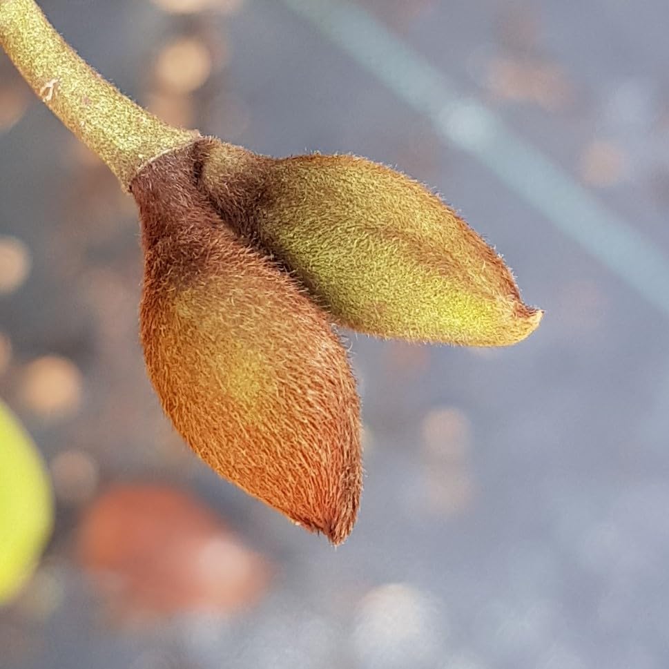 Michelia x FAIRY BLUSH® 'Micjur01' / Magnolia à fleur rose/Conteneur de 3 à 4 litres/Arbuste d'ornement
