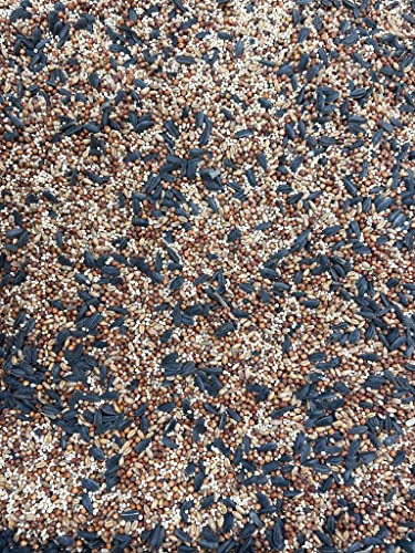 English Creek Supply Corn Free Special Mix Wild Bird Seed (40 Lb Bag) #TOP1