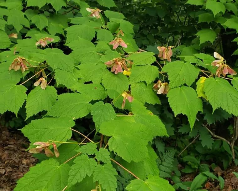 Miniatura 2 de 30 semillas de árbol de arce de montaña para plantar - Moosewood - Acer spicatum