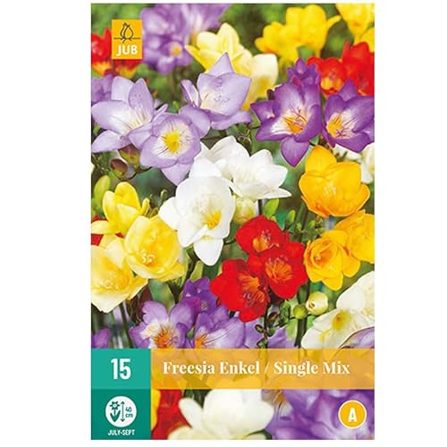 Jub - 15 bulbes FREESIAS Simple Mix