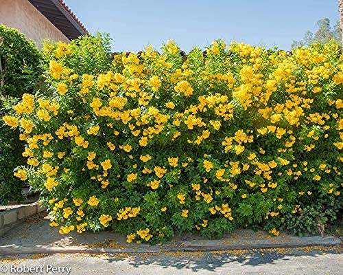 SRI SAI FORESTRY Tecoma Stans Flower Tree Seeds for Avenue, Live Fencing, Yellow Bells Flower Seed (B0BJL8GTMV) Amazon Price History, Amazon Price Tracker