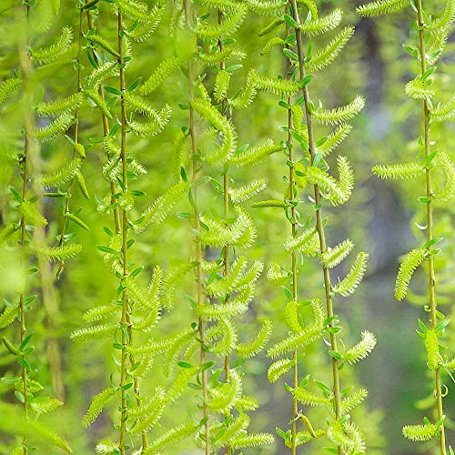 Weidenrindenextrakt Effective Nature Kapseln – 60 Stück