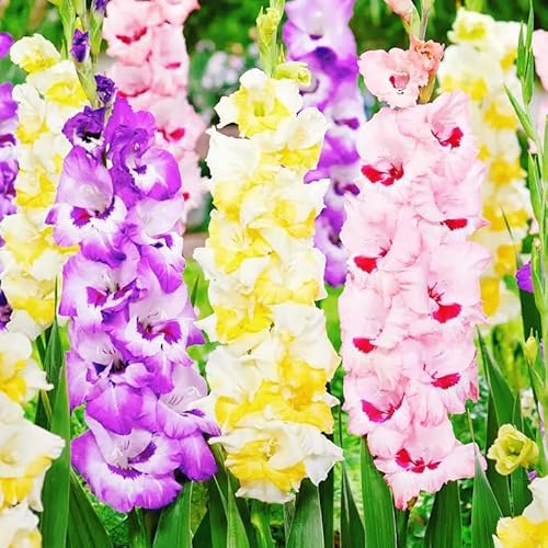 Vnuhgzs Gladiolos de fácil cuidado/gladiolos/decoración interior y exterior/fácil de cultivar-10 rizoma-J