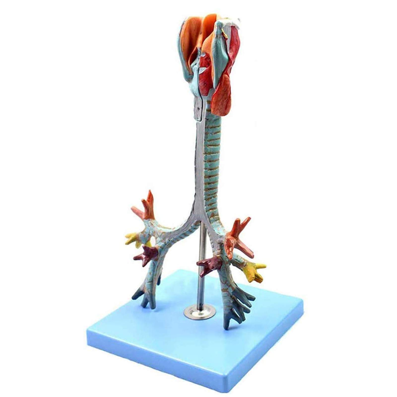 Anatomiemodelle, Anatomisches Kehlkopfmodell, Demonstration der Lungenbronchoskopie