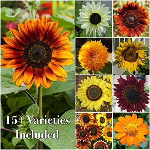 Mixed Sunflower Seeds, Easy to Grow, Exotic Flower Seeds Hardy Perennial Garden 100 Capsules