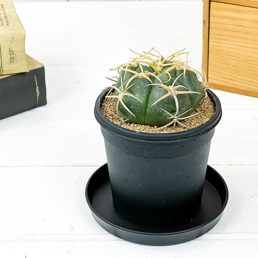 Amazon | PLANCHU サボテン ギムノカリキウム 海王丸 かいおう