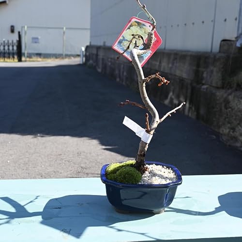 ウコン桜盆栽 1鉢 黄サクラ 鬱金さくら花鉢植え - こぼんさい - 商品画像