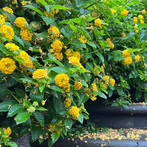 lantana decorativas jardín interior semillas de comprar semillas de jardín silvestres balcón perennes bonsái interior balcón 100pcs