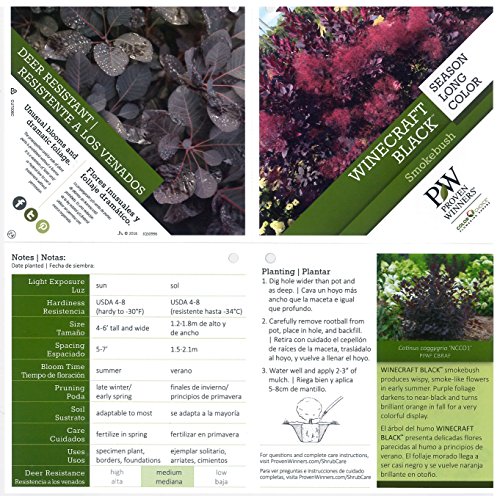 Winecraft Black Smokebush (Cotinus) Live Shrub, Rich Purple To Orange Foliage, 4.5 In. Quart #TOP2