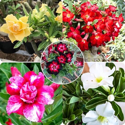 Mixed Desert Rose Plant Live, 4-7" Tall, Adenium Obesum Well-Rooted Succulent for Indoor Outdoor Displays