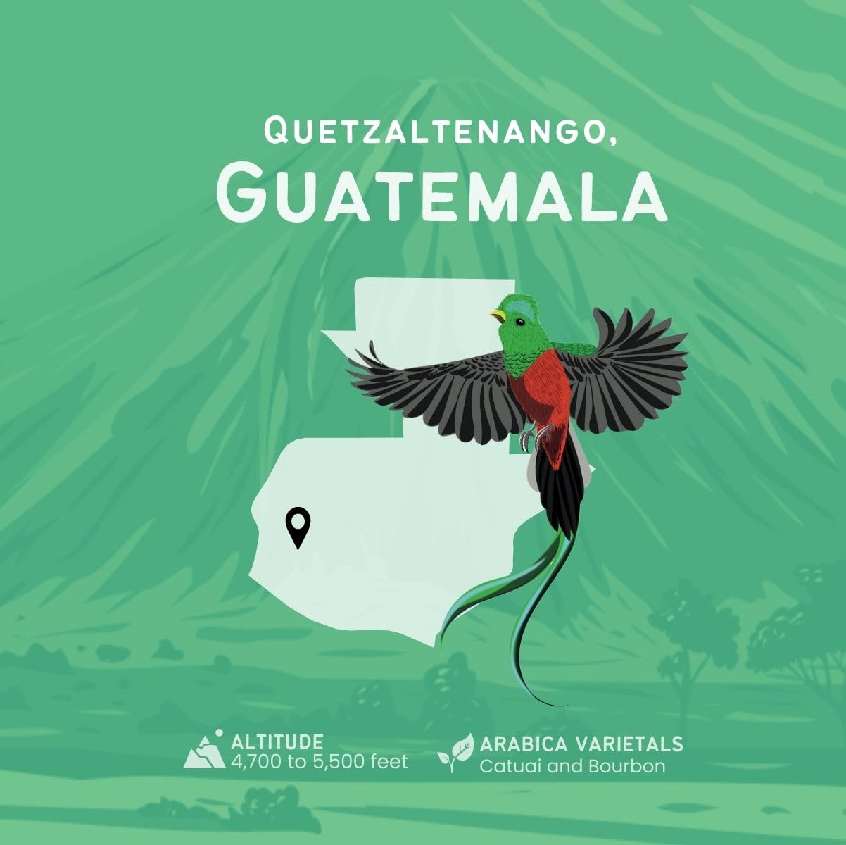 Canopy Point Coffee - Guatemala Medium Roast - 5lb Bag, Freshly Ground, Specialty Small Batch Air Roasted Coffee, Gourmet Medium roast, Arabica Coffee, Coffee Shop Grade (Bulk Ground, 5lbs)