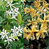 2 x Jazmín estrellado - Jazmín de leche: Trachelospermum jasminoides (1 planta blanco + 1 planta amarillo) | (planta hojas perennes) – Maceta de 1.5 litro - | ClematisOnline