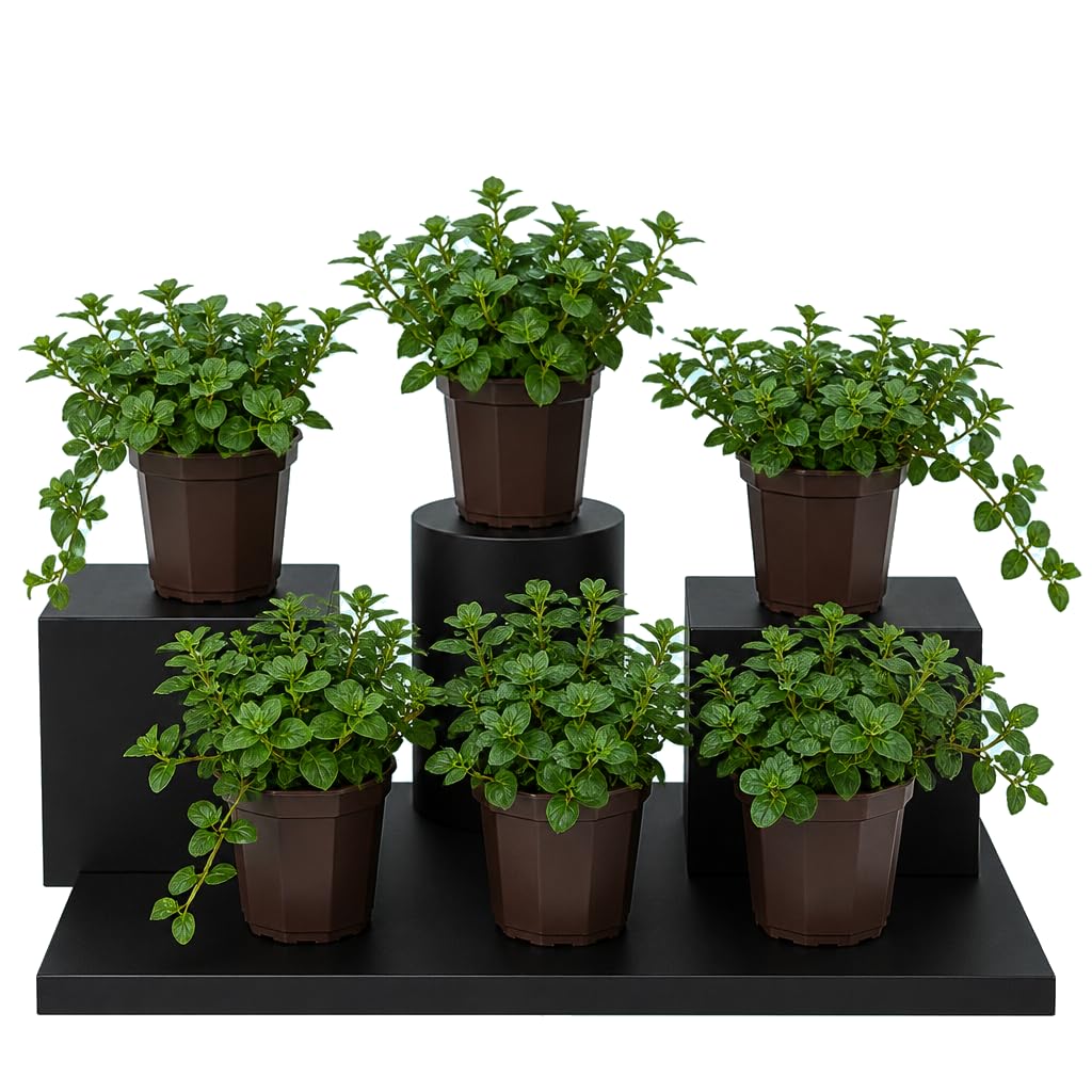 DECOALIVE Set de 6 Flores: Mentha Piperita, Menta Negra, 25-30 cm de Altura, para Huerto Urbano