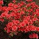 Gardenersdream Azalea japonica Orange Beauty