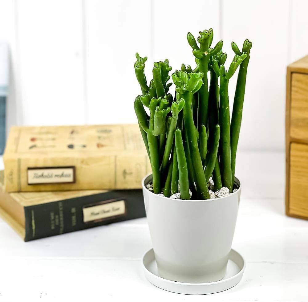 Amazon｜PLANCHU 多肉植物 ユーフォルビア セドロルム 3.5号鉢 受け皿