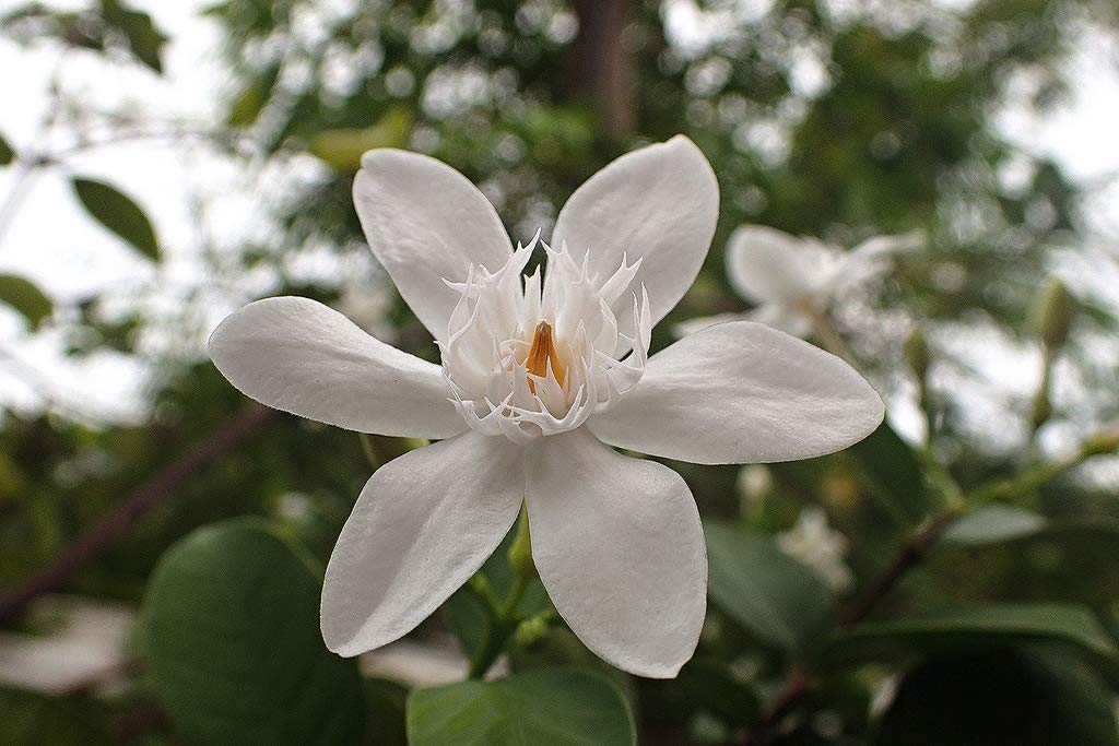 Creative Farmer Garden Plant Srilankan Jasmine Flower Winter Cherry Tree All Season Bloom White Plant(1 Healthy Live Plant) (B08P5P7R6K) Amazon Price History, Amazon Price Tracker