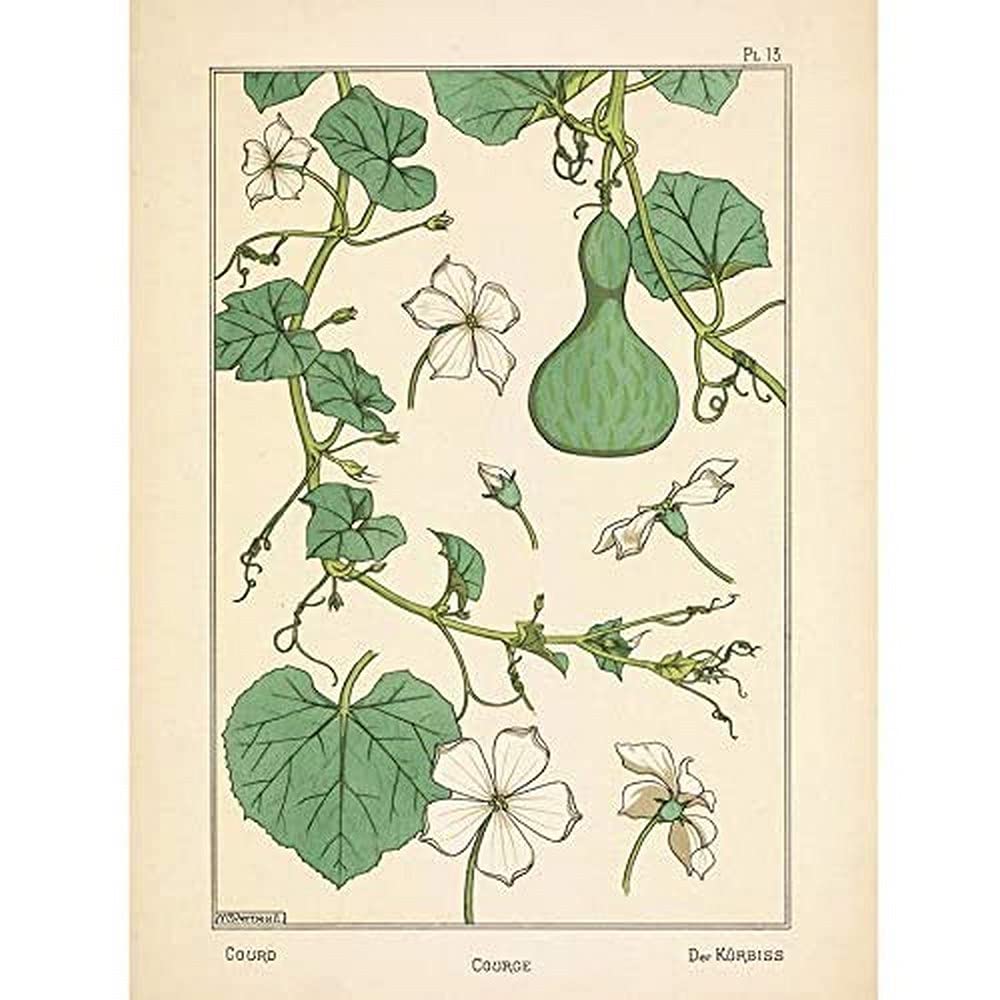 Fine Art Prints Verneuil Ornamental Gourd Squash Plant Design Unframed Wall Poster Home Decor Premium